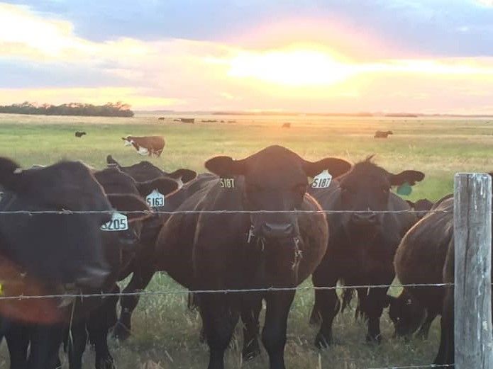 Listing Photo: holt-county-ne-400-acres-pasture